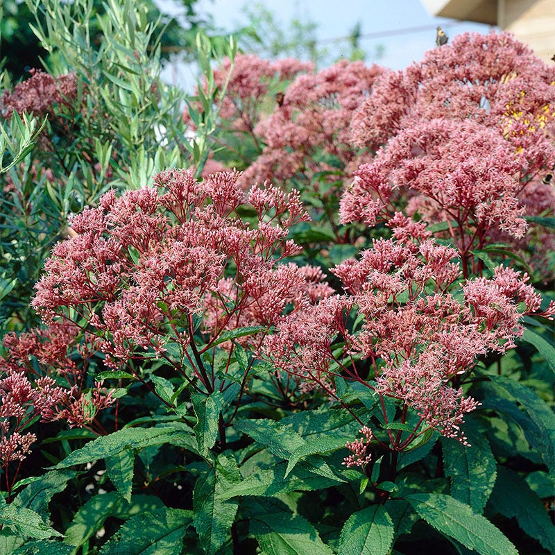 Spotted Joe Pye Weed - Image 3