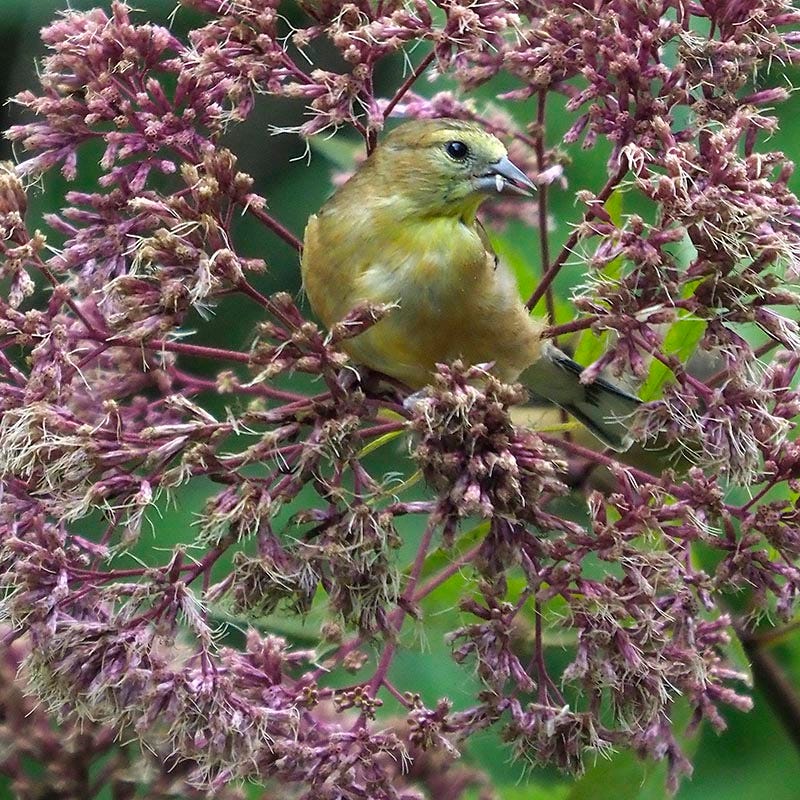 Spotted Joe Pye Weed - Image 4