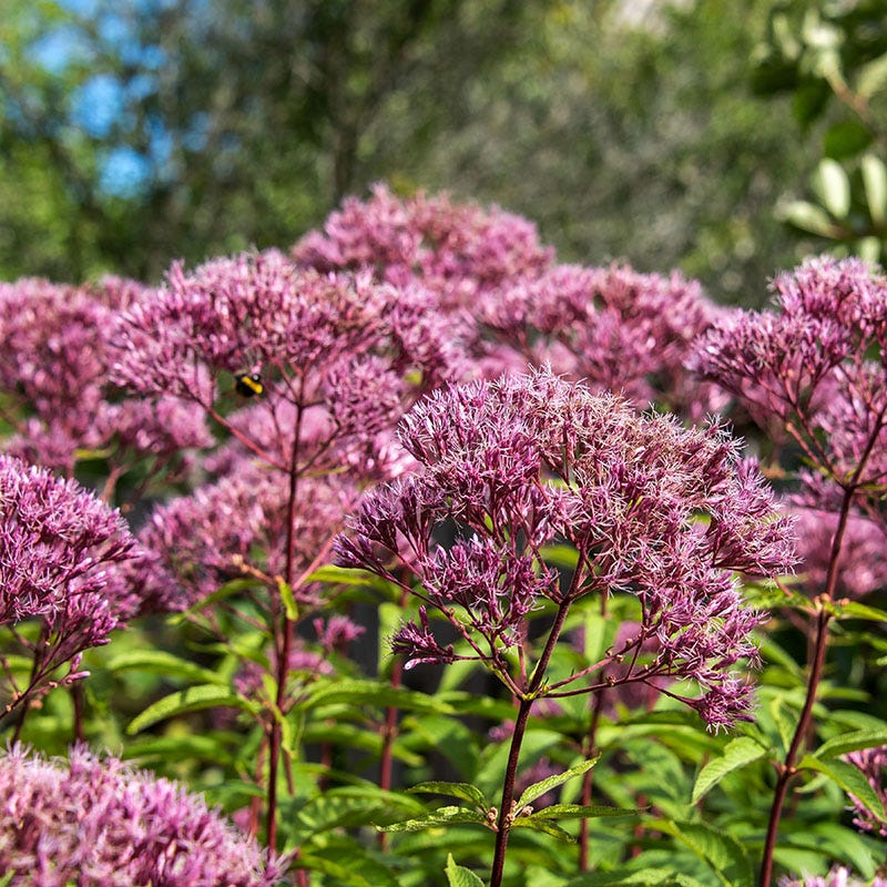 Euphoria™ Ruby Joe Pye Weed - Image 2