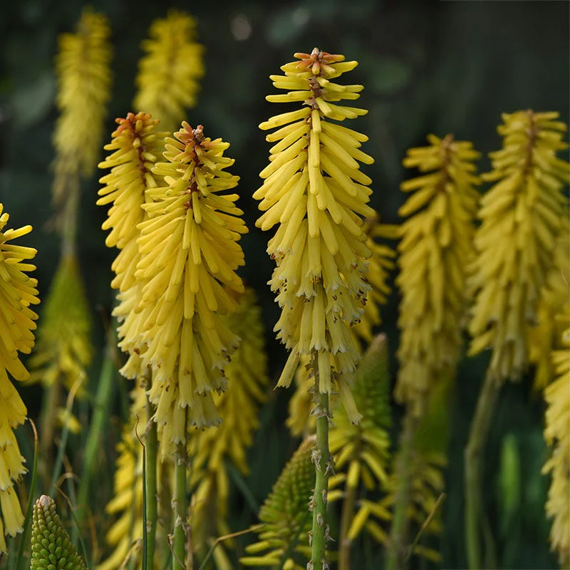 Mini Hummingbird Hangout Plant Collection - Image 6