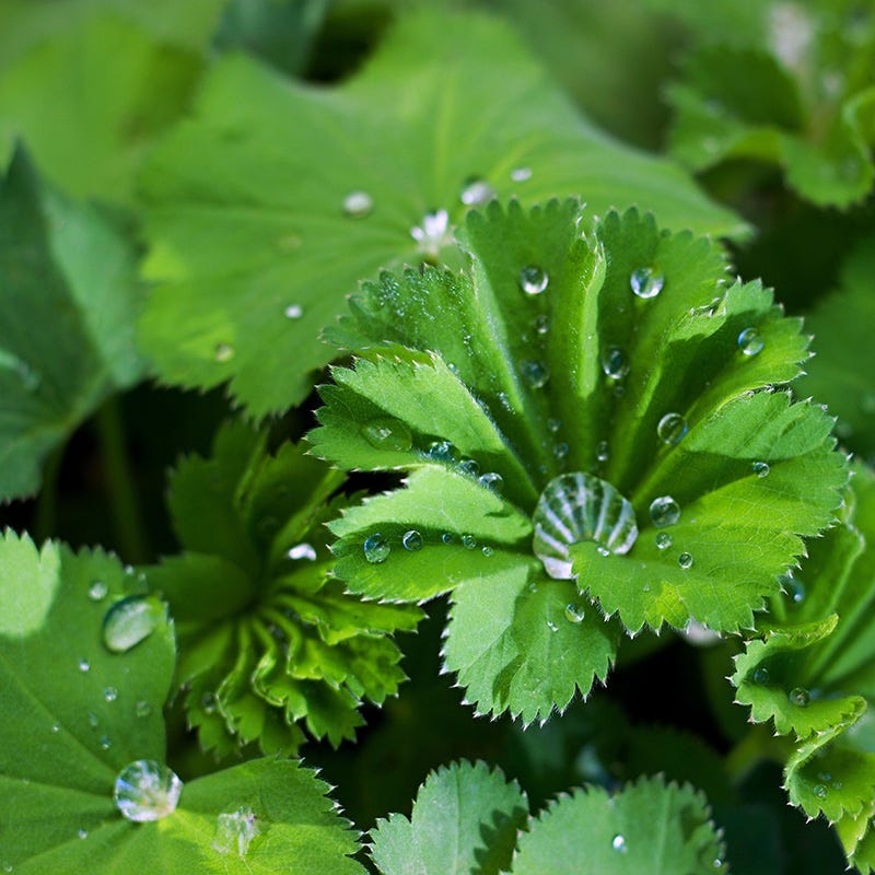 Thriller Lady's Mantle - Image 5