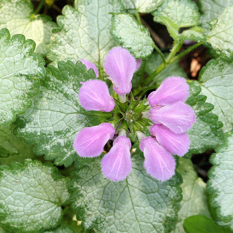 Orchid Frost Lamium - Image 2