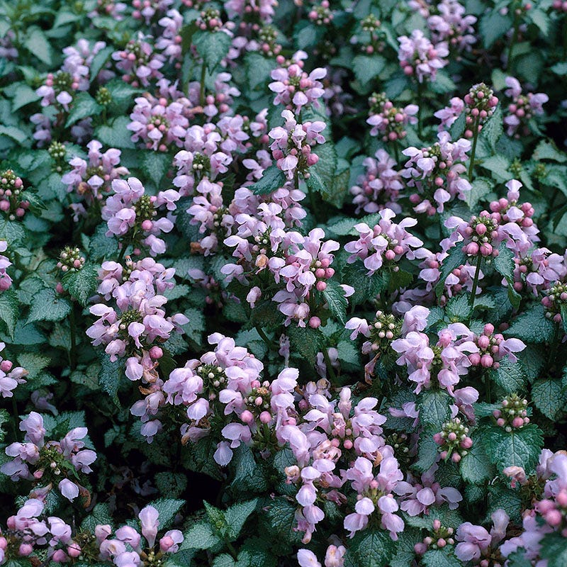Patchwork Low Grow Lamium Collection - Image 2