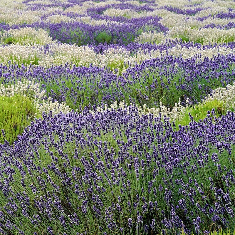 Checkerboard Low Grow Lavender Collection - Image 2