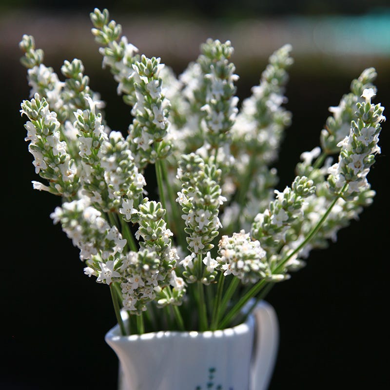 Exceptional™ Lavender - Image 4