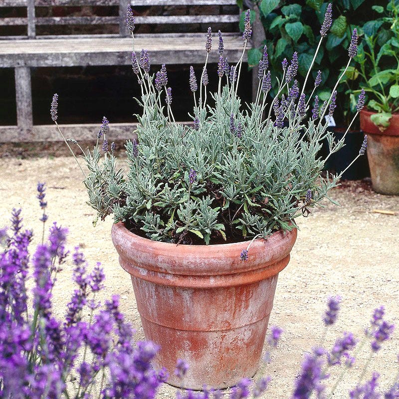 Goodwin Creek Grey French Lavender - Image 2