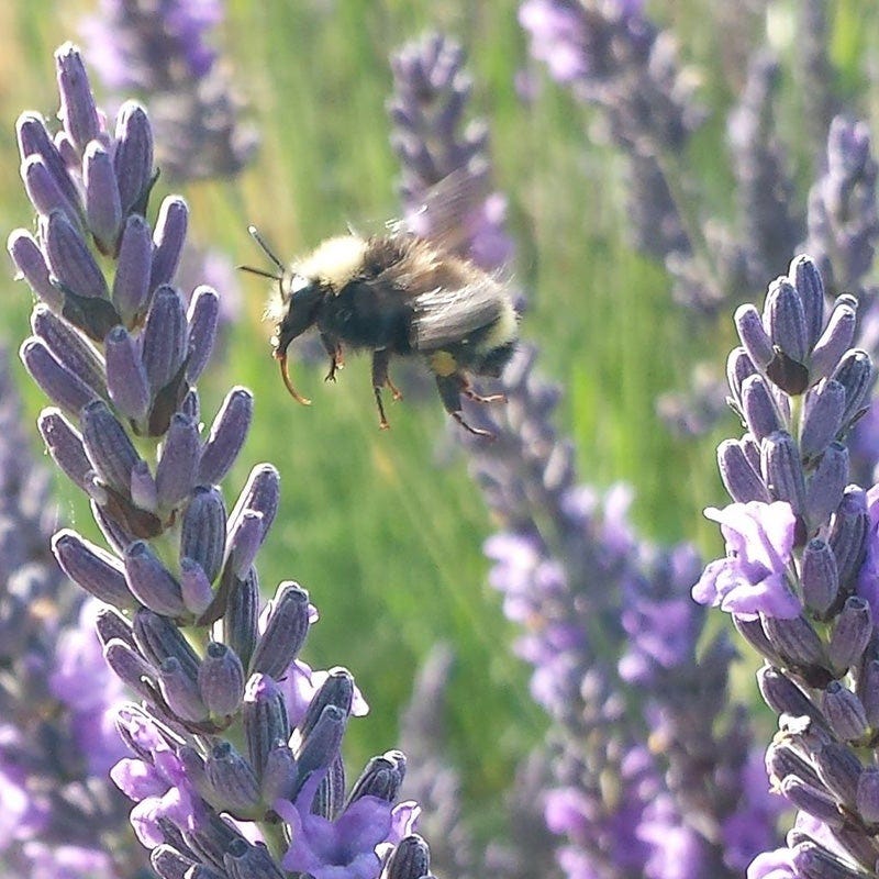 Provence Lavender - Image 3