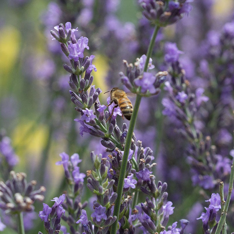 Lavender Retreat Plant Collection - Image 4