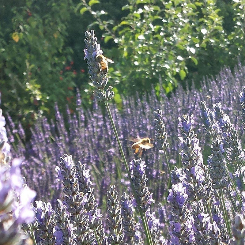 Lavender Retreat Plant Collection - Image 6