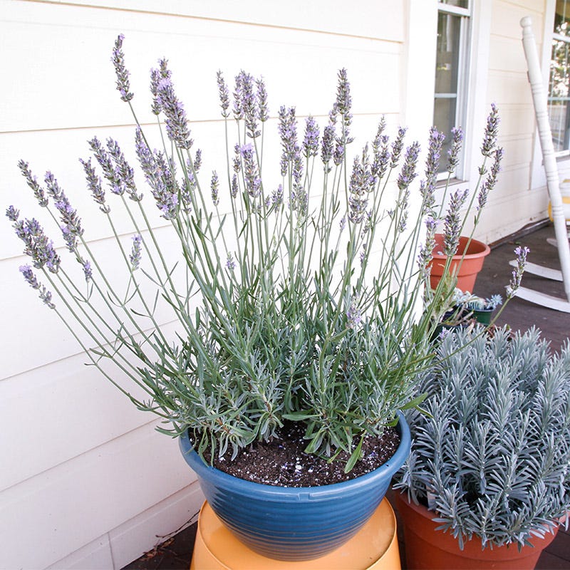 Sensational!™ Lavender - Image 4
