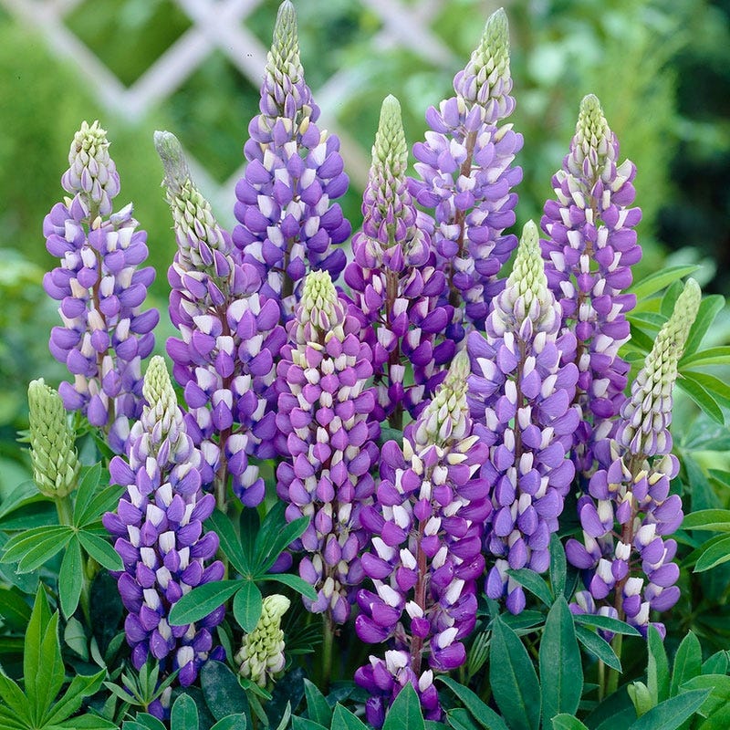Gallery Blue Lupine