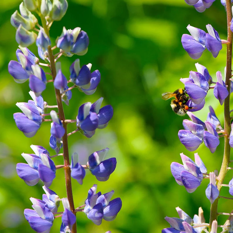 Perennial Lupine Seeds - Image 7