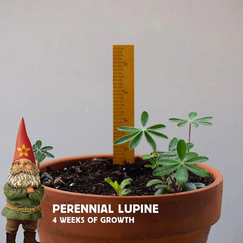 Perennial Lupine Seeds - Image 8