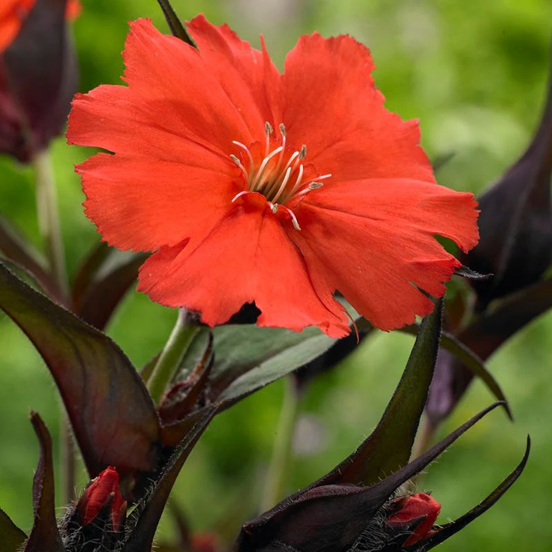 Lipstick Lychnis