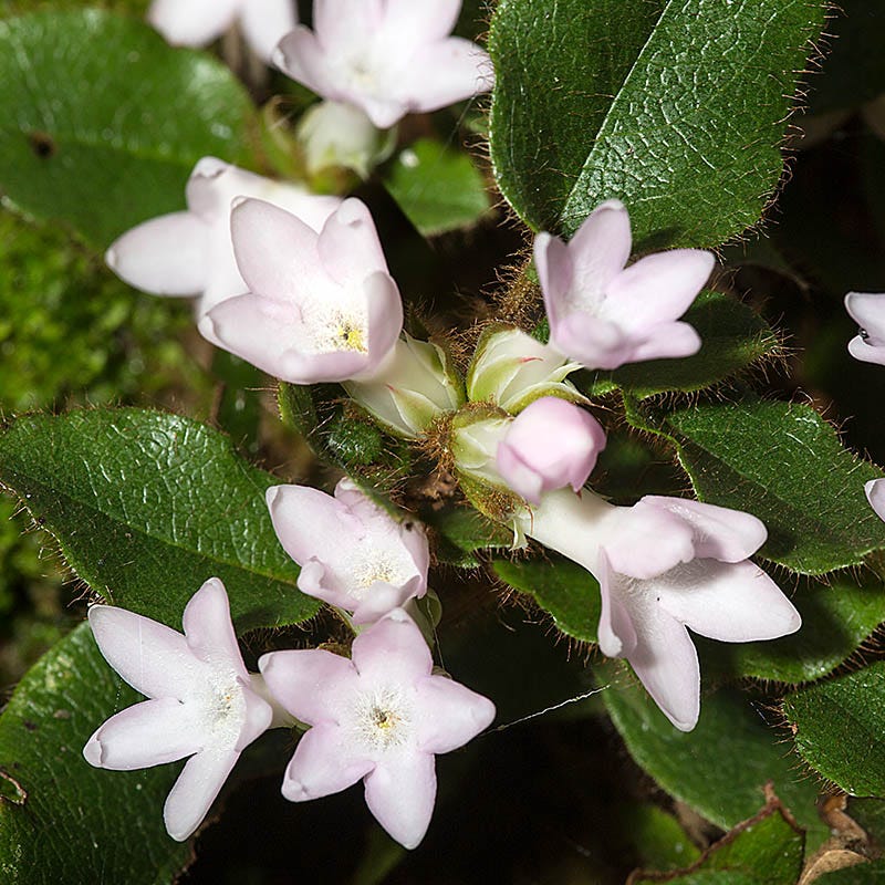 Mayflower
