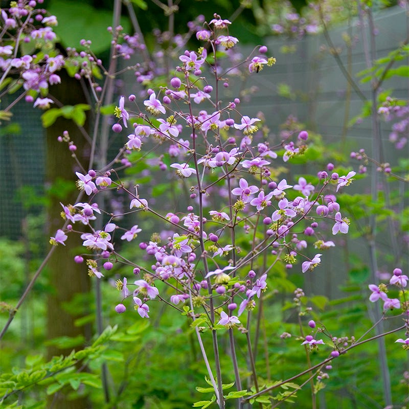 Meadow Rue - Image 3