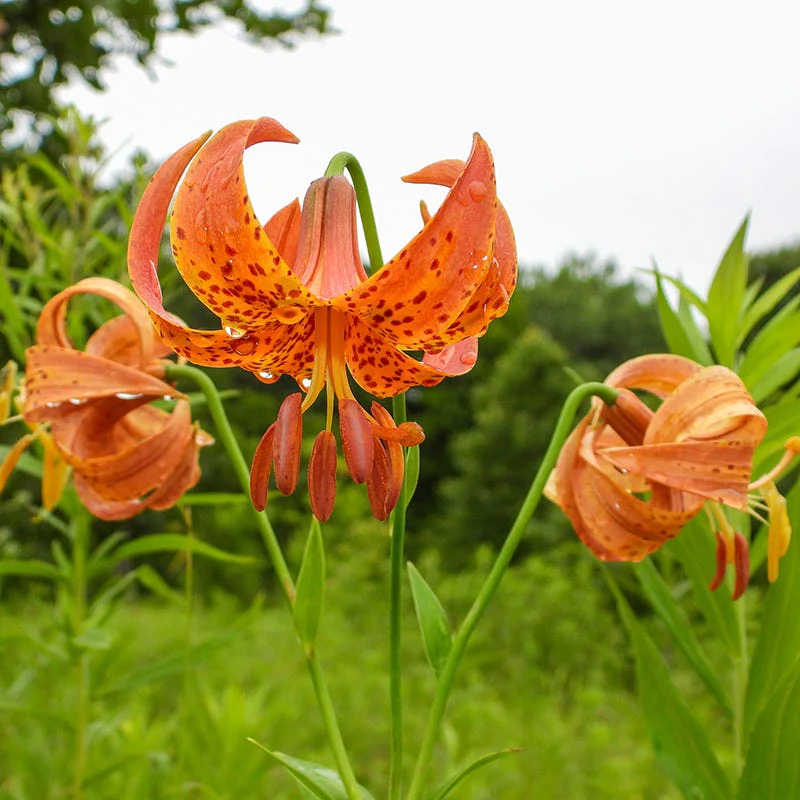 Michigan Lily - Image 2