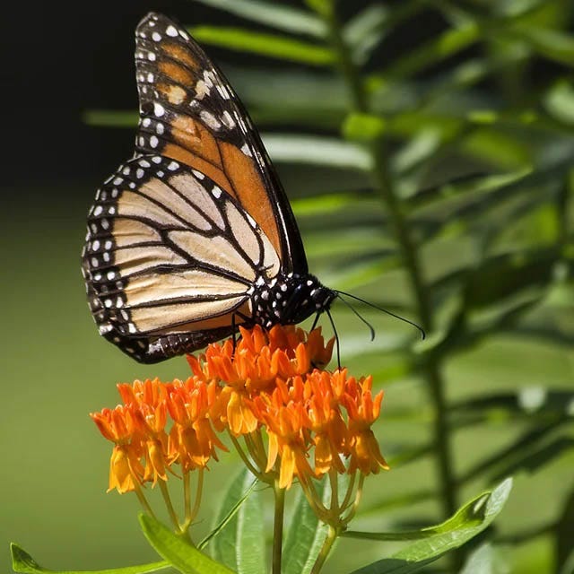 Mini Pollinator Pit Stop Plant Collection - Image 3
