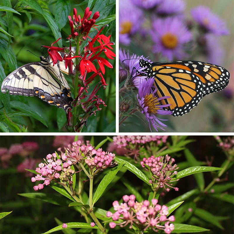 Native Pollinator Pit Stop Plant Collection