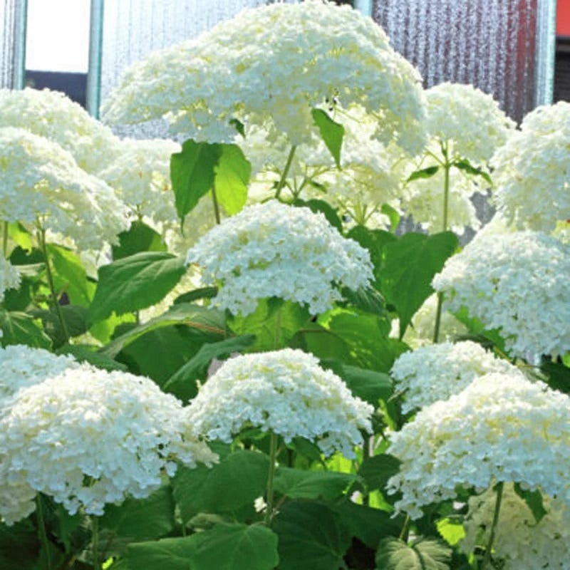 Native Shade Plant Collection - Image 3