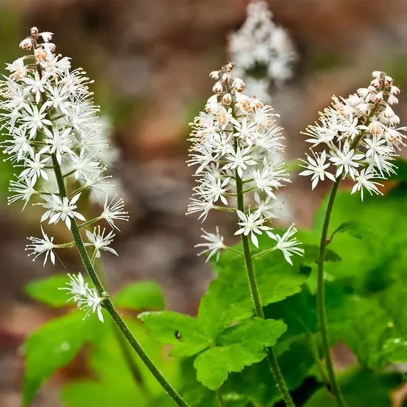 Native Shade Plant Collection - Image 6