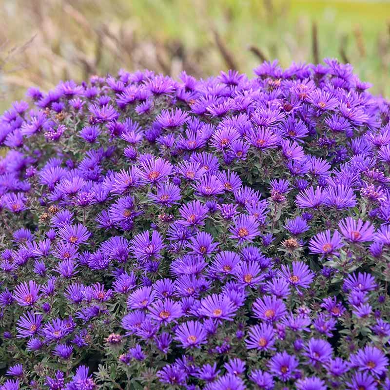 Grape Crush New England Aster - Image 2