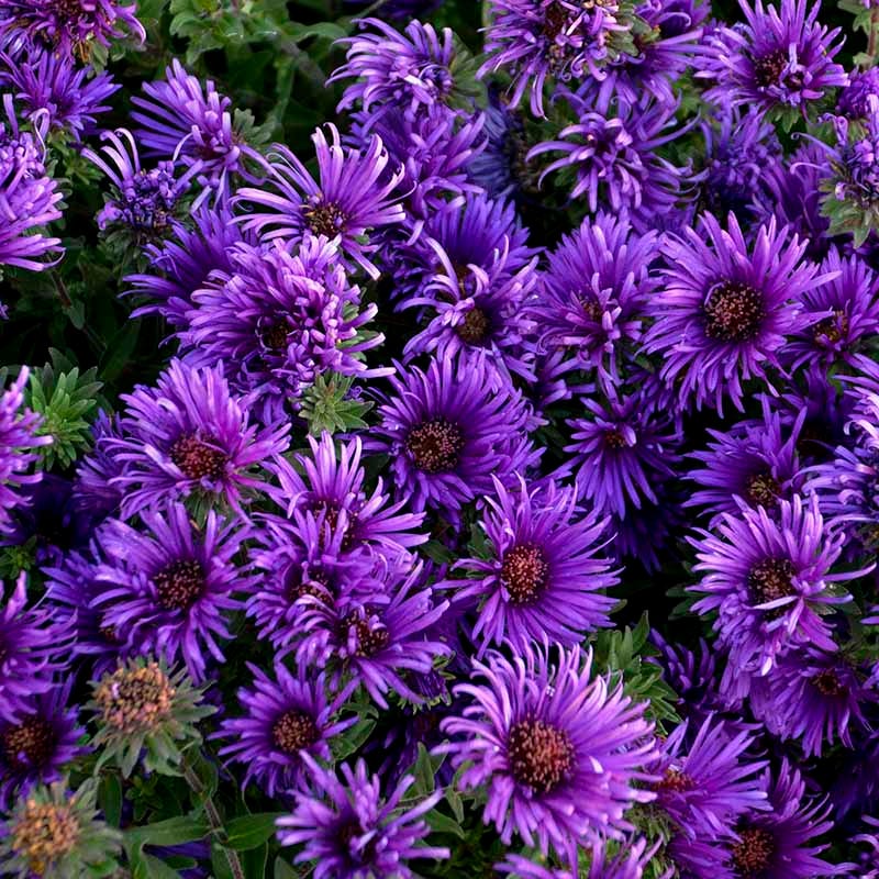 Grape Crush New England Aster - Image 4