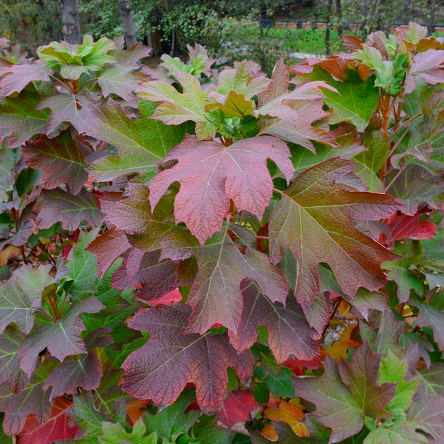 Ruby Slippers Oakleaf Hydrangea - Image 5