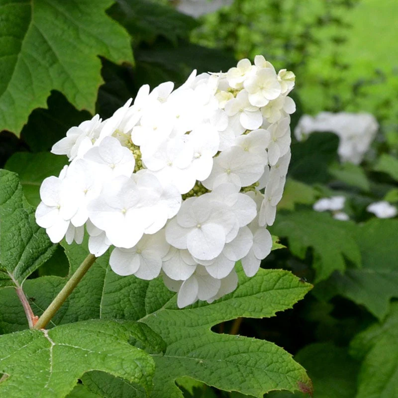 Snow Queen Oakleaf Hydrangea - Image 3