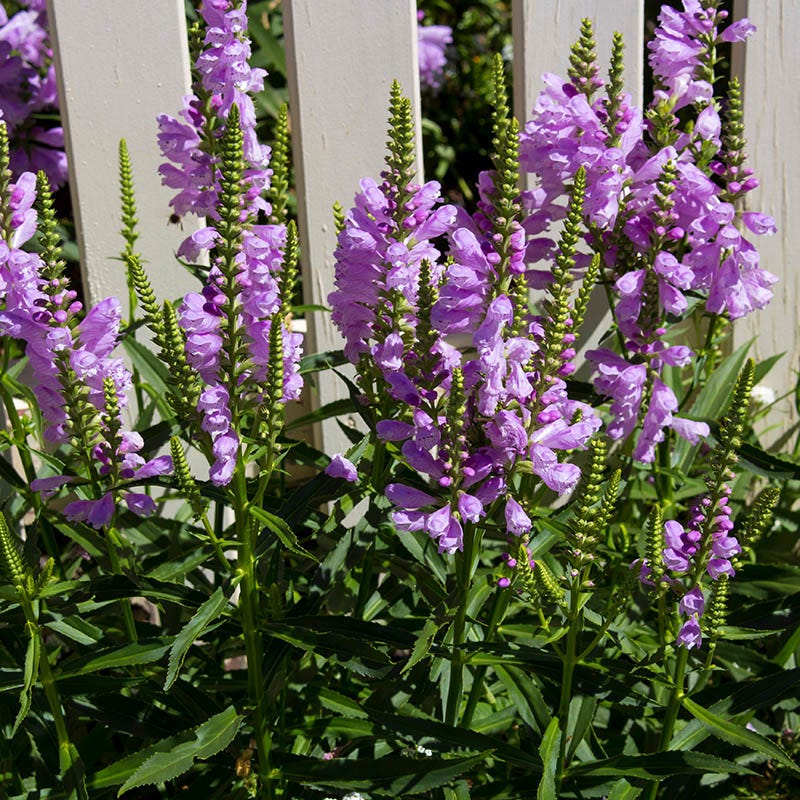 Pink Obedient Plant - Image 2