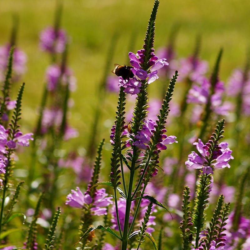Pink Obedient Plant - Image 3
