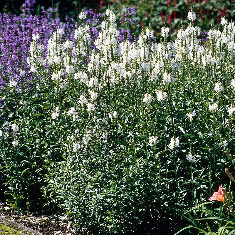 White Obedient Plant - Image 2