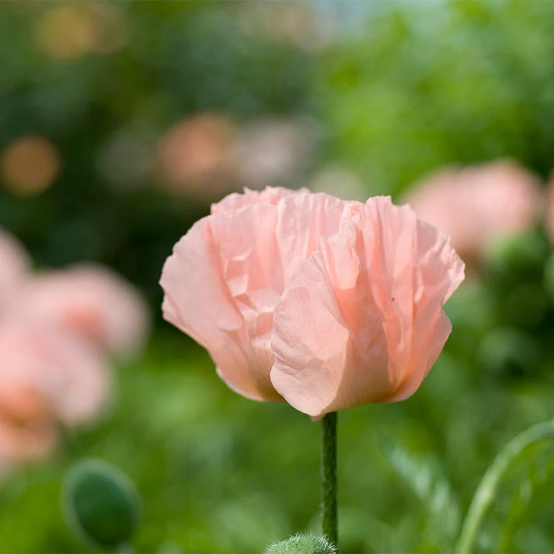 Coral Reef Oriental Poppy - Image 3
