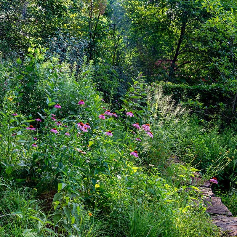 Bottlebrush Grass - Image 3