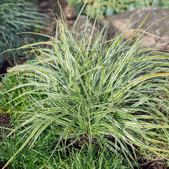 EverColor® Everest Sedge - Image 2