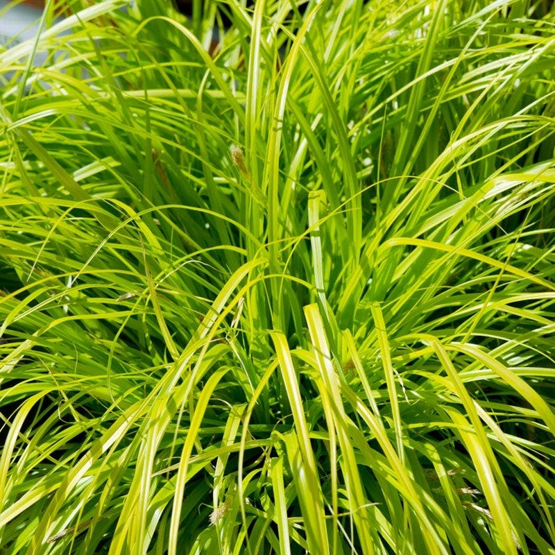 EverColor® Everillo Sedge - Image 2