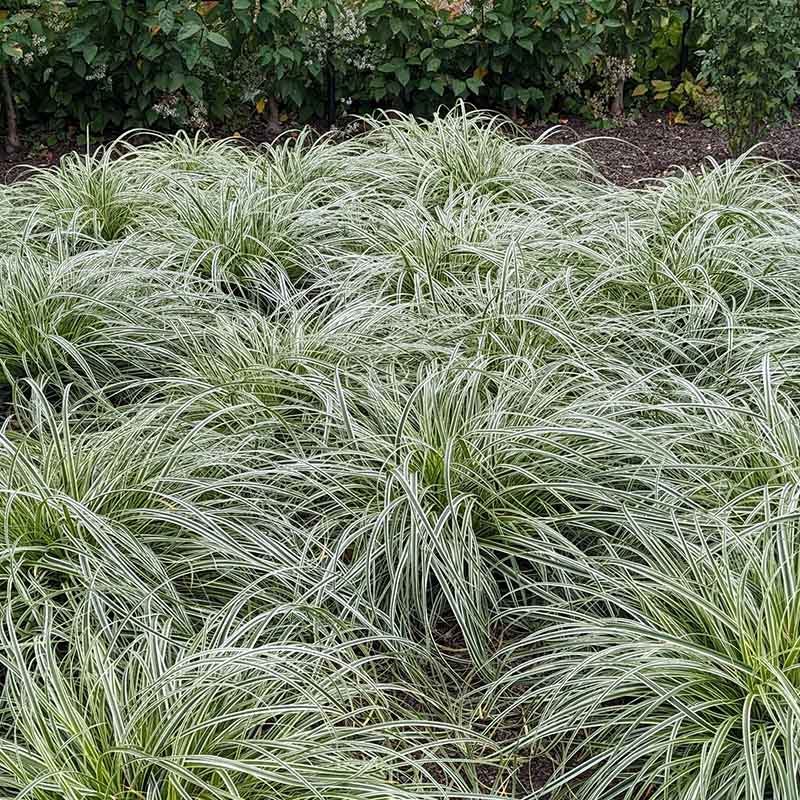 Feather Falls™ Sedge - Image 3