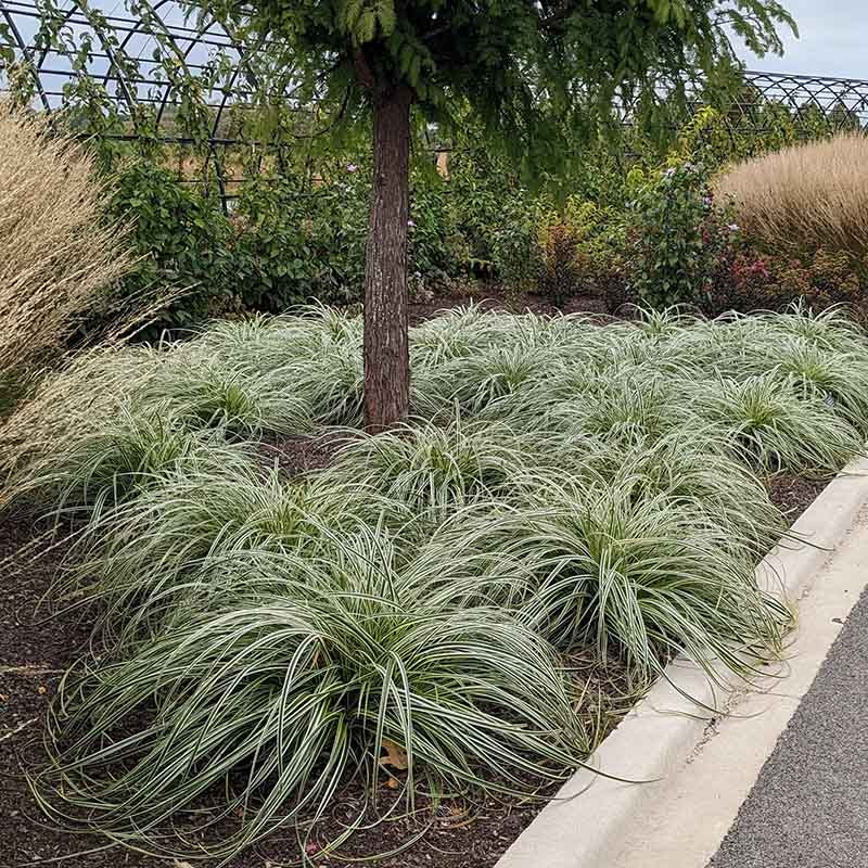 Feather Falls™ Sedge - Image 4