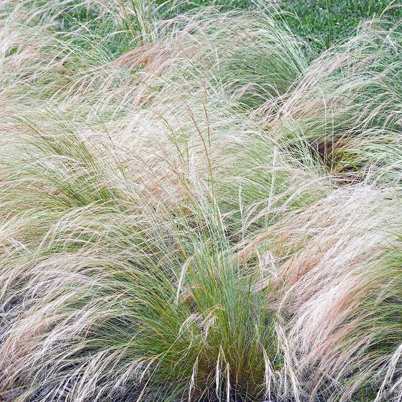 Mexican Feathergrass - Image 3