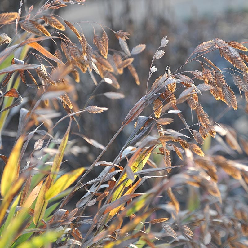 Northern Sea Oats - Image 2