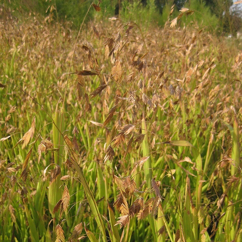Northern Sea Oats - Image 3