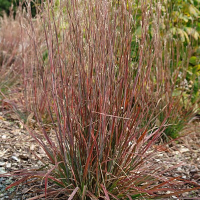 Standing Ovation Little Bluestem Grass - Image 2