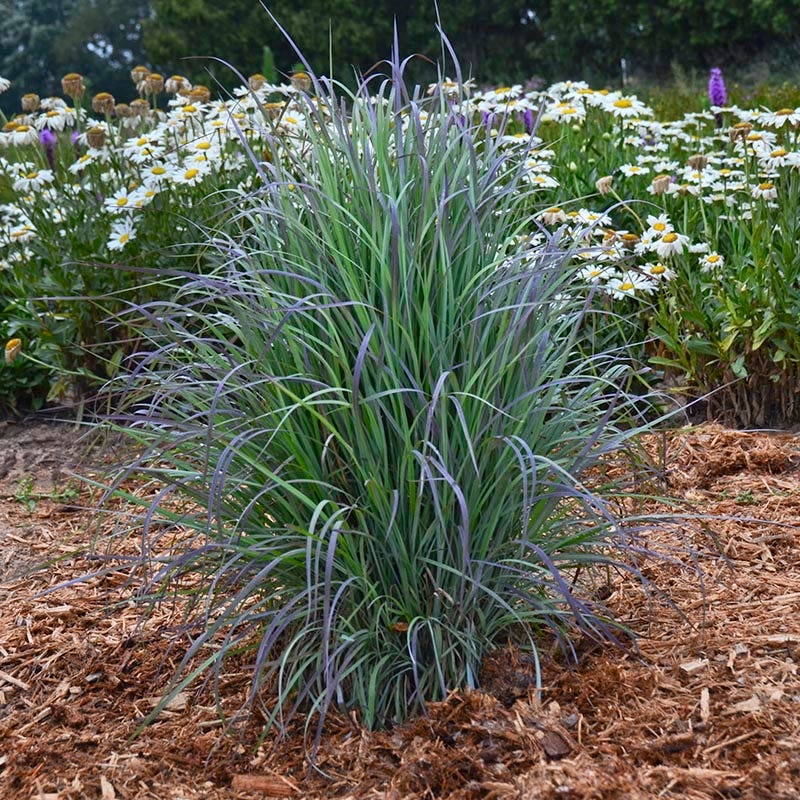 Twilight Zone Little Bluestem Grass - Image 3
