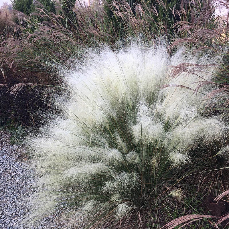 White Cloud Muhly Grass - Image 2