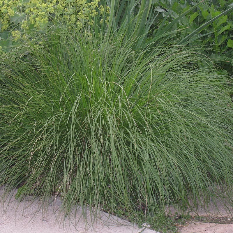 Good Feelings Tapestry Lawn Plant Collection - Image 5