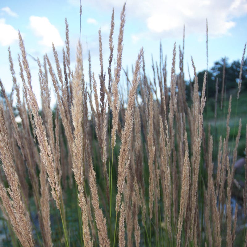 Yellow Prairie Grass - Image 2