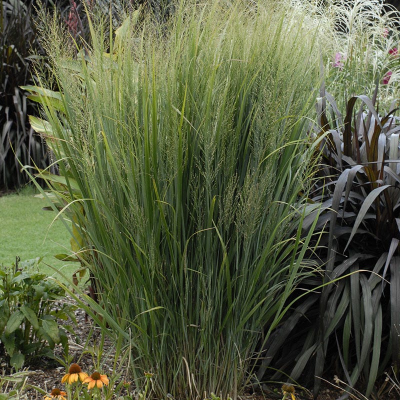 Northwind Switchgrass