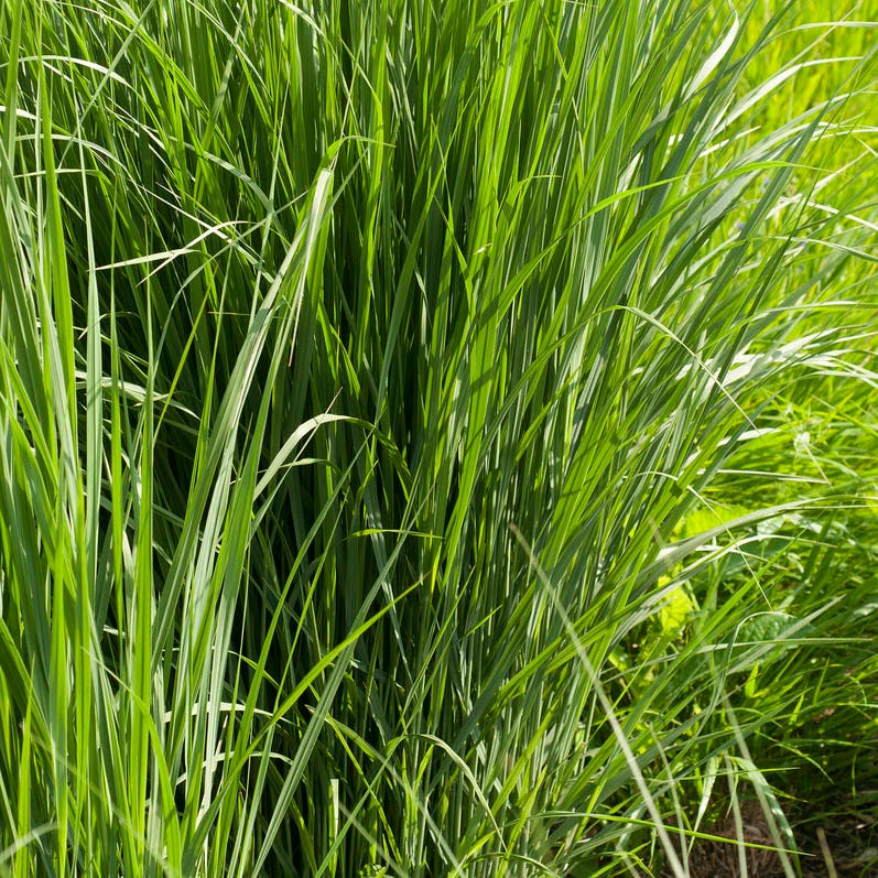 Northwind Switchgrass - Image 2