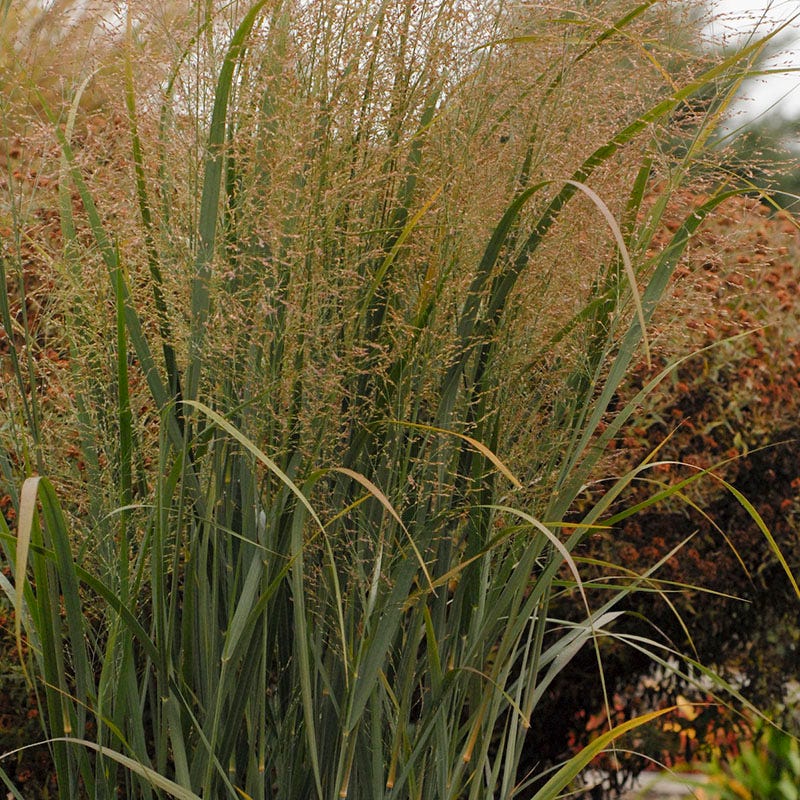Northwind Switchgrass - Image 4