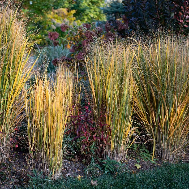 Northwind Switchgrass - Image 5